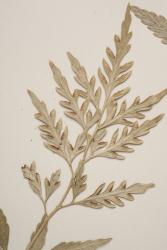 Asplenium flaccidum subsp. haurakiense. Close up of WELT P025523 showing abaxial surface of fertile pinnae, with submarginal sori and indusia. 
 Image: J.W. Wilson-Davey © Te Papa CC BY-NC 3.0 NZ